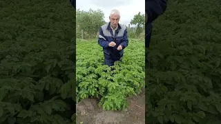 Повышаем урожай картошки...