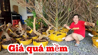 Mai giảo Thủ Đức Đẹp rẻ 30/4 Khen📲 O366I79776 miền tây tôi yêu chosaigon (@MaivàngQuêdừa)