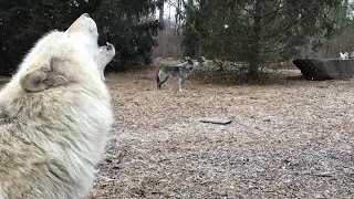 A Flurry of Wolf Howls