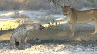 Meeting of hyenas and lions at the waterhole