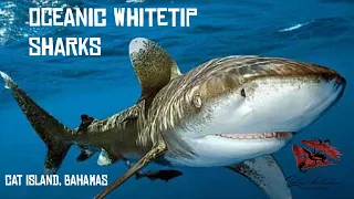 The Oceanic Whitetip Shark