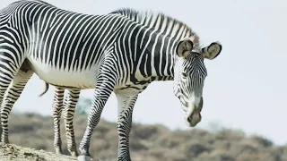 New Grevy's Zebra Foals