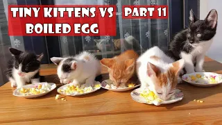 The kittens' mother is missing. I must be their mother. Part 11: Tiny Kittens vs Boiled Egg