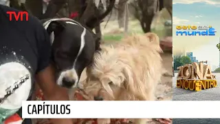 Animalistas | Este es mi mundo - T1E18