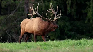 Land of the Giants - Huge Elk in Pennsylvania