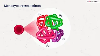 Видеоурок по биологии "Белки"