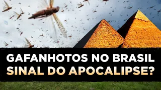 PRAGA DE GAFANHOTOS NO BRASIL - FIM DOS TEMPOS EM 2020 (Profecia do Apocalipse)