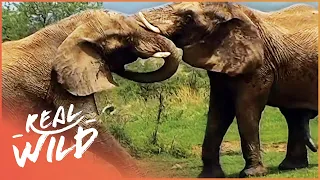 Big Boy: An Elephant's Story (Elephant Documentary) | Real Wild