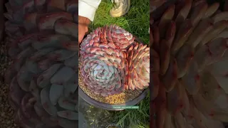 Water succulents - Tưới nước sen đá