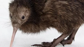 Meet a Kiwi at Smithsonian National Zoo