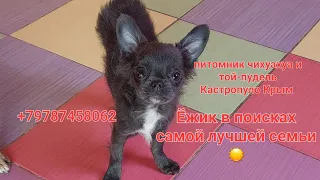 #продажа #питомник чихуахуа и той-пудель Кастропуло Крым 💕 +79787458062 награды, титулы дружба собак