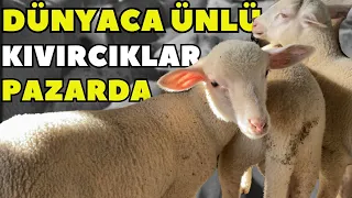 KUZU BU PAZARDAN ALINIR ~ TÜRKİYENİN EN UCUZ HAYVAN PAZARI BURADA