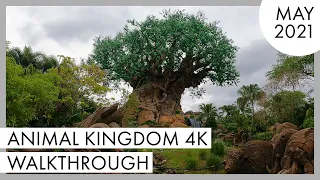 Animal Kingdom 4K Walkthrough | May 2021 | Walt Disney World - Orlando, FL