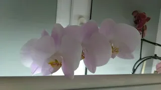 Что такое револьверное цветение орхидеи фаленопсис?