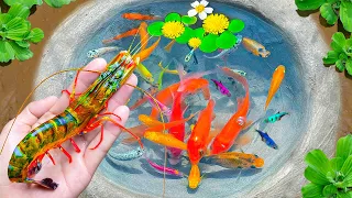 🐟 SATISFYING AMAZING Catch Koi Fish in Colorful Surprise Eggs, Exotic Fish, Turtles, Ornamental Fish