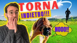 Come insegnare al CANE a tornare al RICHIAMO