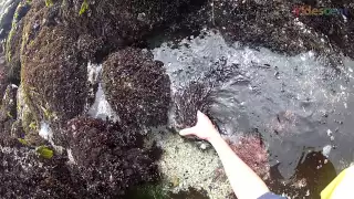 Life Beneath the Crashing Waves