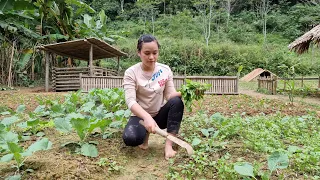 How to build garden, Make pig duck food, Free life in forest - Ep.99 | Lý Thị Ca