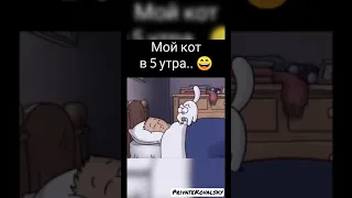 КОТЫ ПО УТРАМ БУДЯТ ХОЗЯЕВ | СМЕЯЛСЯ ДО СЛЁЗ 😅😂🤣 | ПОДБОРКА ЛУЧШИЕ ПРИКОЛЫ И САМЫЕ СМЕШНЫЕ ВИДЕО