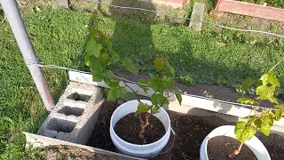 виноградник пошёл в рост