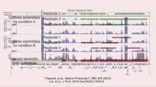 RNA-Seq Sample Replicates