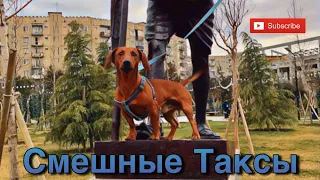 Подборка собачьих приколов 2022 - Смешные Таксы