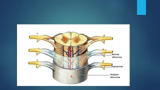 Будова спинного мозку. ( Строение спинного мозга)
