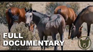 FATE OF THE MUSTANG - Full Documentary