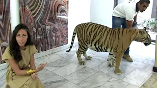 A tiger at home