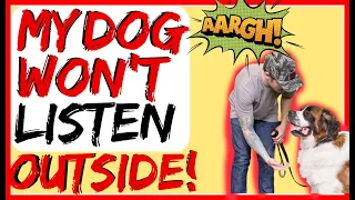 My dog ignores me / My dog ignores me when other dogs are around- Dog training advice