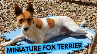 Miniature Fox Terrier - TOP 10 Interesting Facts