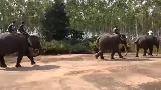 Elephant in Joypur forest