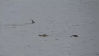 Crocodile attack Shark!