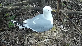 Сизая чайка (Larus canus) на гнезде