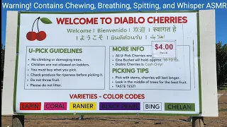 Diablo Cherries U-Pick Cherry Picking Pick Cherries Lapin, Coral, Ranier, Black Pearl, Bing, Chelan