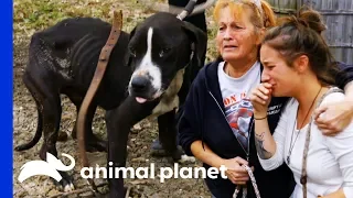 38 Dogs Saved From Horrific Conditions | Pit Bulls & Parolees