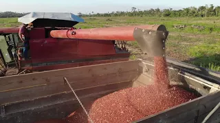Harvesting Red Kidney Beans