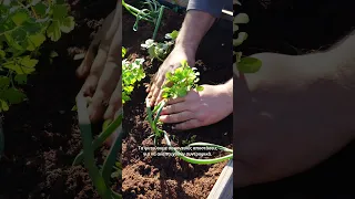 🌱 Συγκαλλιέργεια λαχανικών σε μικρό χώρο στον κήπο ή στο μπαλκόνι
