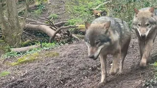 Wolves come close to Bear at the wild project