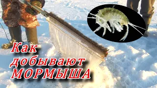 Как добывают МОРМЫША.