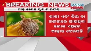 Scrub Typhus Spreading Its Tentacles in Odisha