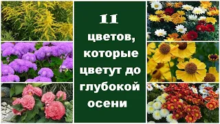 ❀ 11 цветов, которые цветут до глубокой осени