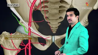 Femoral Artery Anatomy Animation: Origin , Course , Branches and Termination - USMLE Step 1
