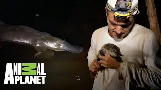 ¡Conoce al increíble ornitorrinco! | Wild Frank: Tras la evolución de las especies | Animal Planet