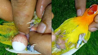 Egg binding issue in lovebirds, parrot,-how to Treatments