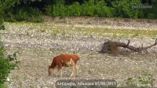 Агудзера Абхаз рассаказывает о жизни Абхазия