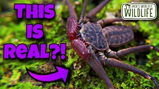 THESE ARE REAL ANIMALS? WHAT Are TAILLESS WHIP SCORPIONS?