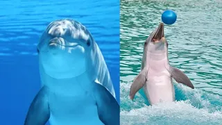 BEST DOLPHIN FUN, AMAZING DOLPHINS FUNNY AND CUTE DOLPHIN VIDEOS 2021, DOLPHIN FUNNY MOVEMENT