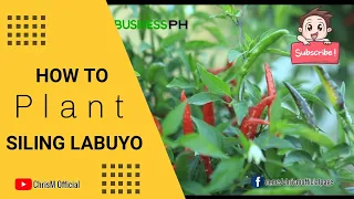 3 Simple Steps in planting siling labuyo|farmer paano kikita Ng milyon sa siling labuyo|TeacherChris