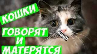 ПРИКОЛЫ.КОТЫ МИЛЫЕ?КОШКИ ГОВОРЯТ И МАТЕРЯТСЯ.ПОДБОРКА СМЕШНЫХ МОМЕНТОВ.100%СМЕШНО